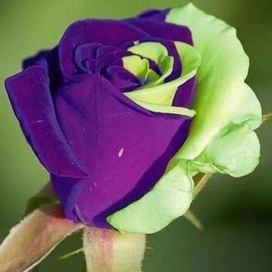 Meet your Posher, Dianne